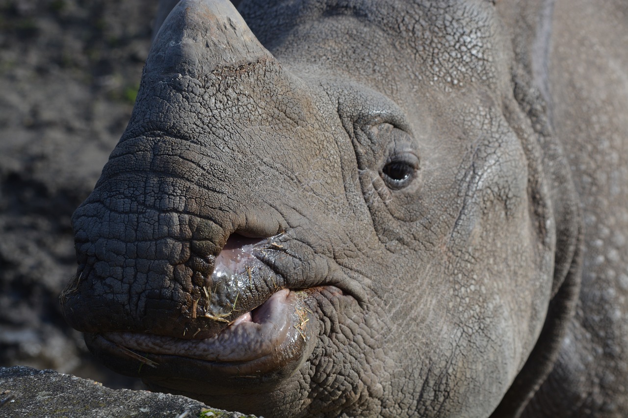 Rhino,  Gyvūnas,  Gyvūnų Pasaulis,  Žinduolis,  Gamta,  Be Honoraro Mokesčio, Nemokamos Nuotraukos,  Nemokama Licenzija