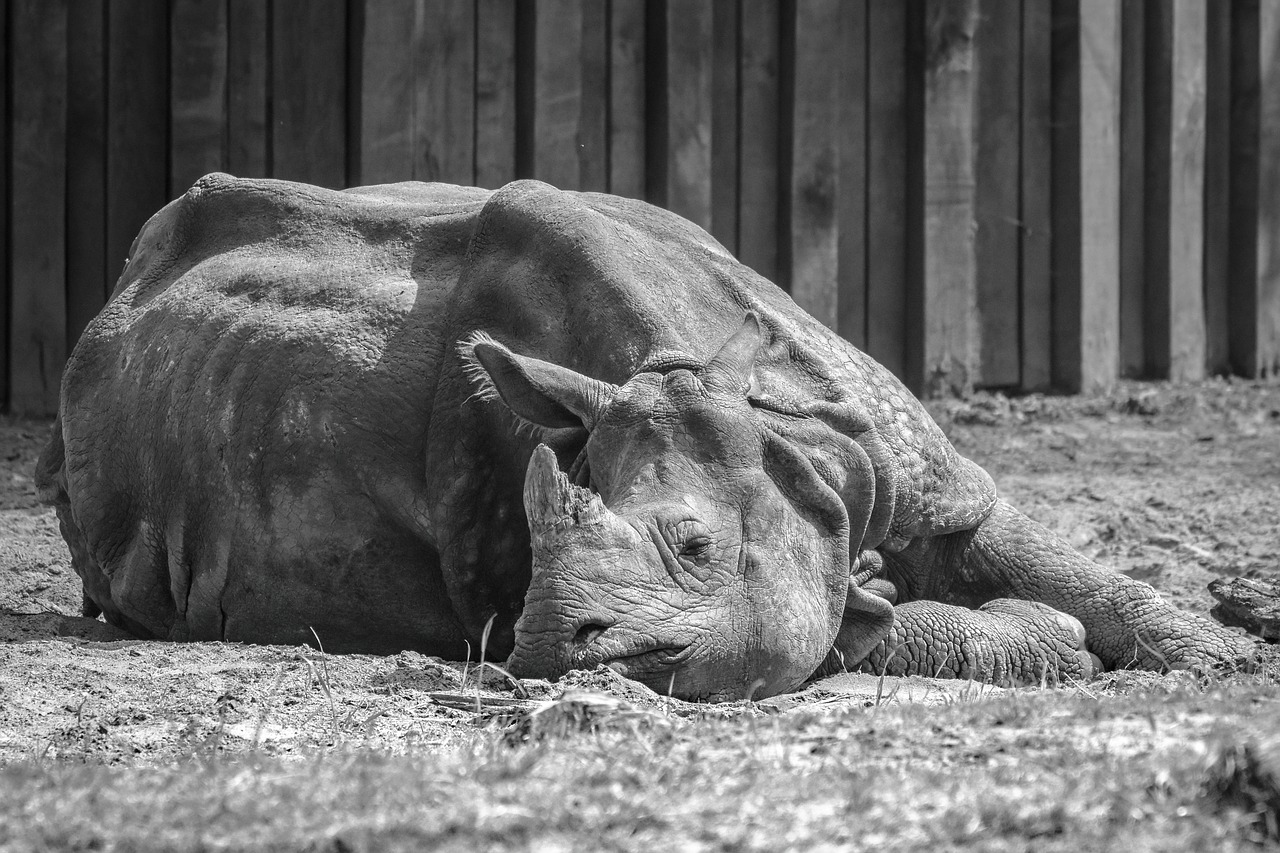 Rhino,  Gyvūnas,  Žinduolis, Nemokamos Nuotraukos,  Nemokama Licenzija