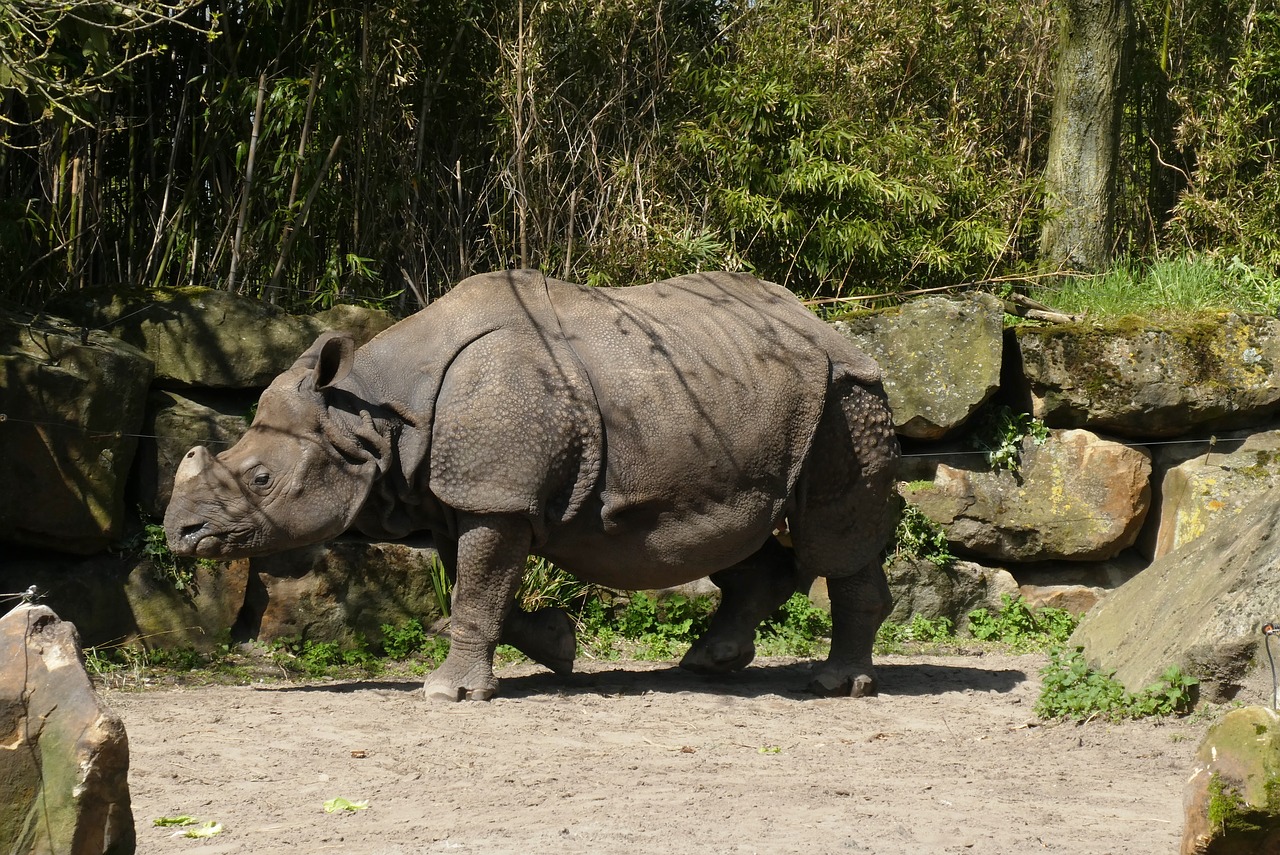 Rhino,  Zoo,  Bijdorp,  Roterdamas,  Indijos Rhino, Nemokamos Nuotraukos,  Nemokama Licenzija