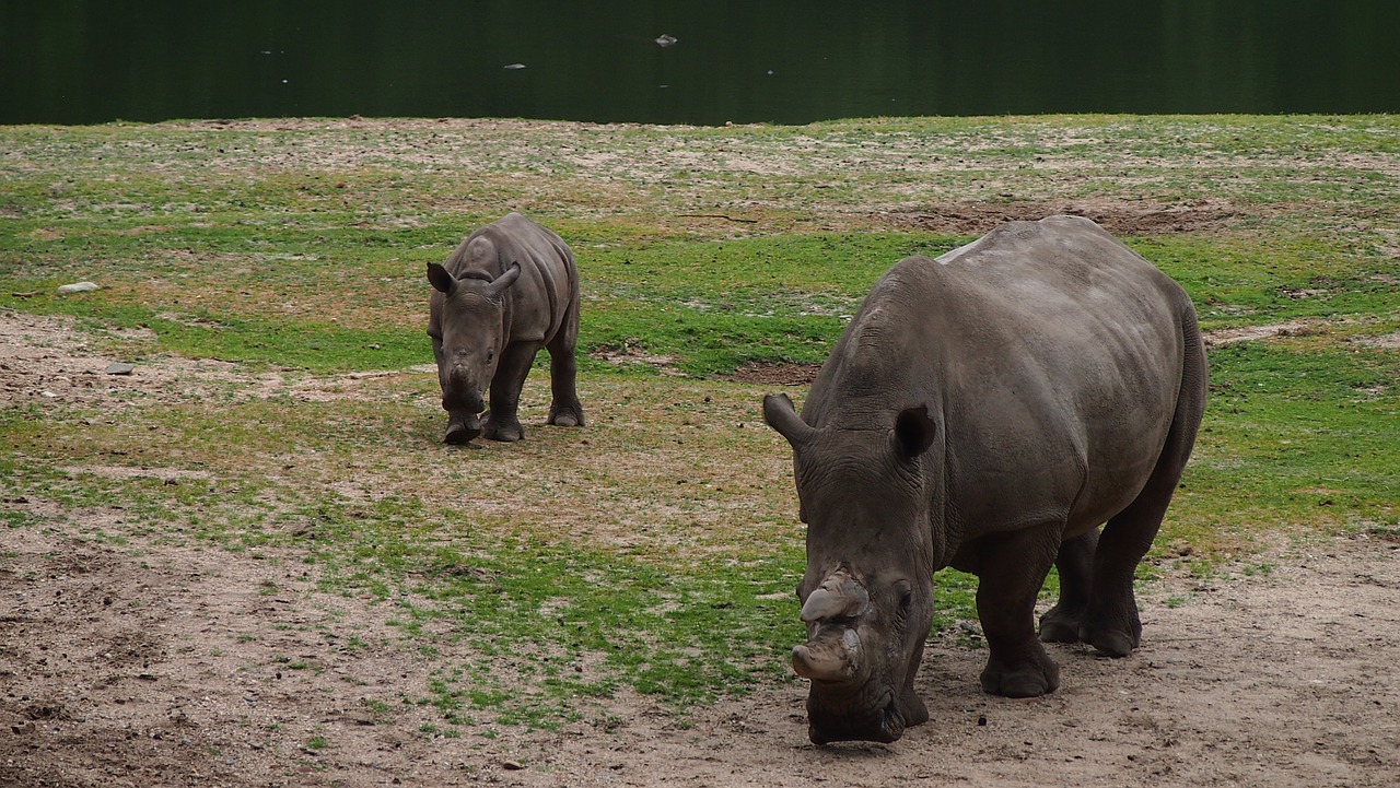 Rhino,  Rhino Jauna,  Stepių,  Big Game,  Raganosis,  Rhino Kūdikis,  Nacionalinis Parkas,  Safari,  Kraštovaizdis,  Gyvūnas Gruboskóre