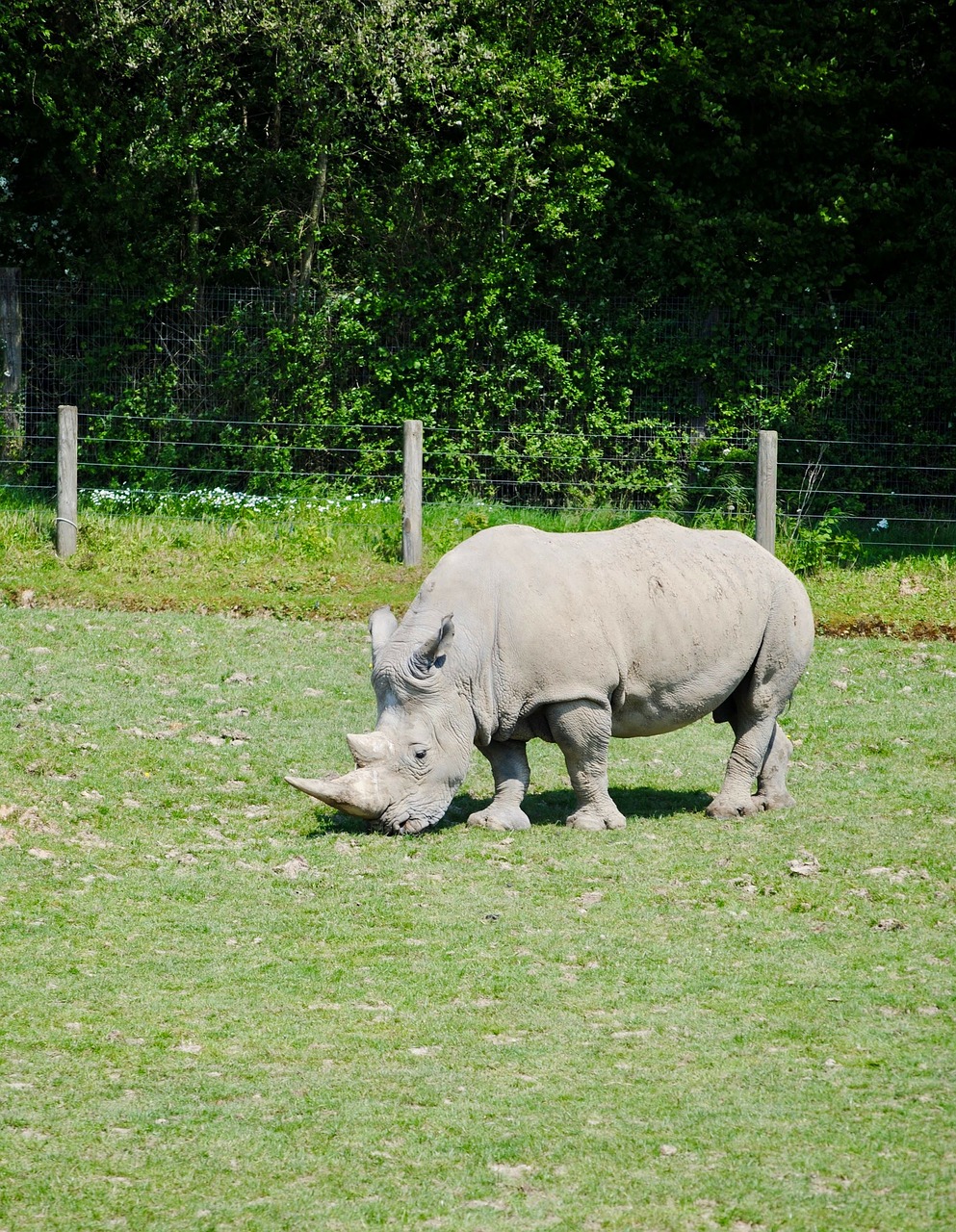 Rhino,  Cerza,  Savannah, Nemokamos Nuotraukos,  Nemokama Licenzija