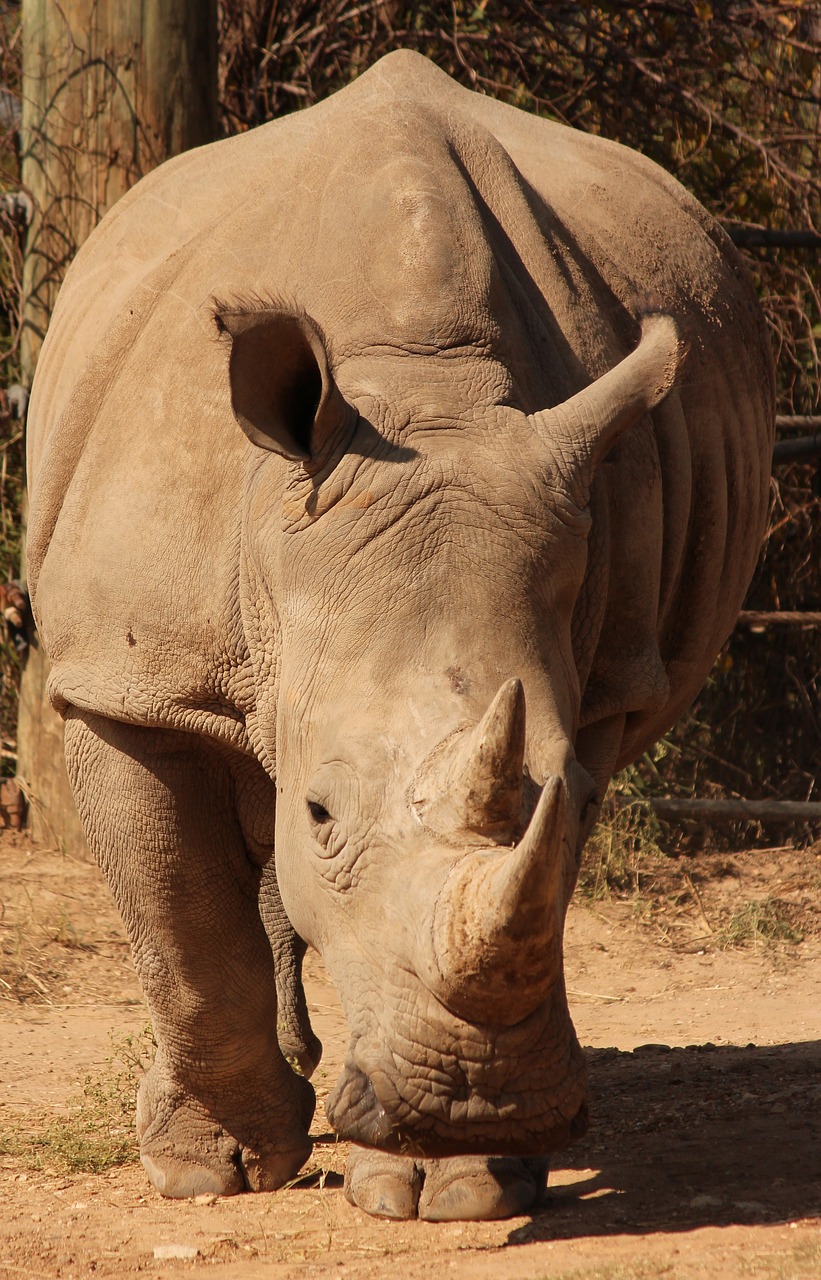 Rhino,  Gyvūnas,  Zoo,  Afrikoje,  Raganosis,  Gyvūnas Gruboskóre,  Ragas,  Safari,  Laukinis, Nemokamos Nuotraukos