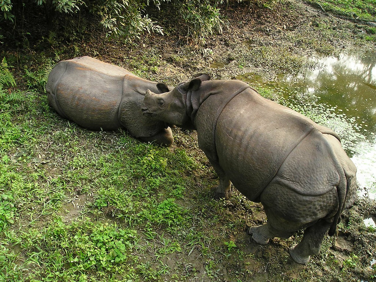 Rhino, Nepalas, Nacionalinis Parkas, Chitwan, Nemokamos Nuotraukos,  Nemokama Licenzija