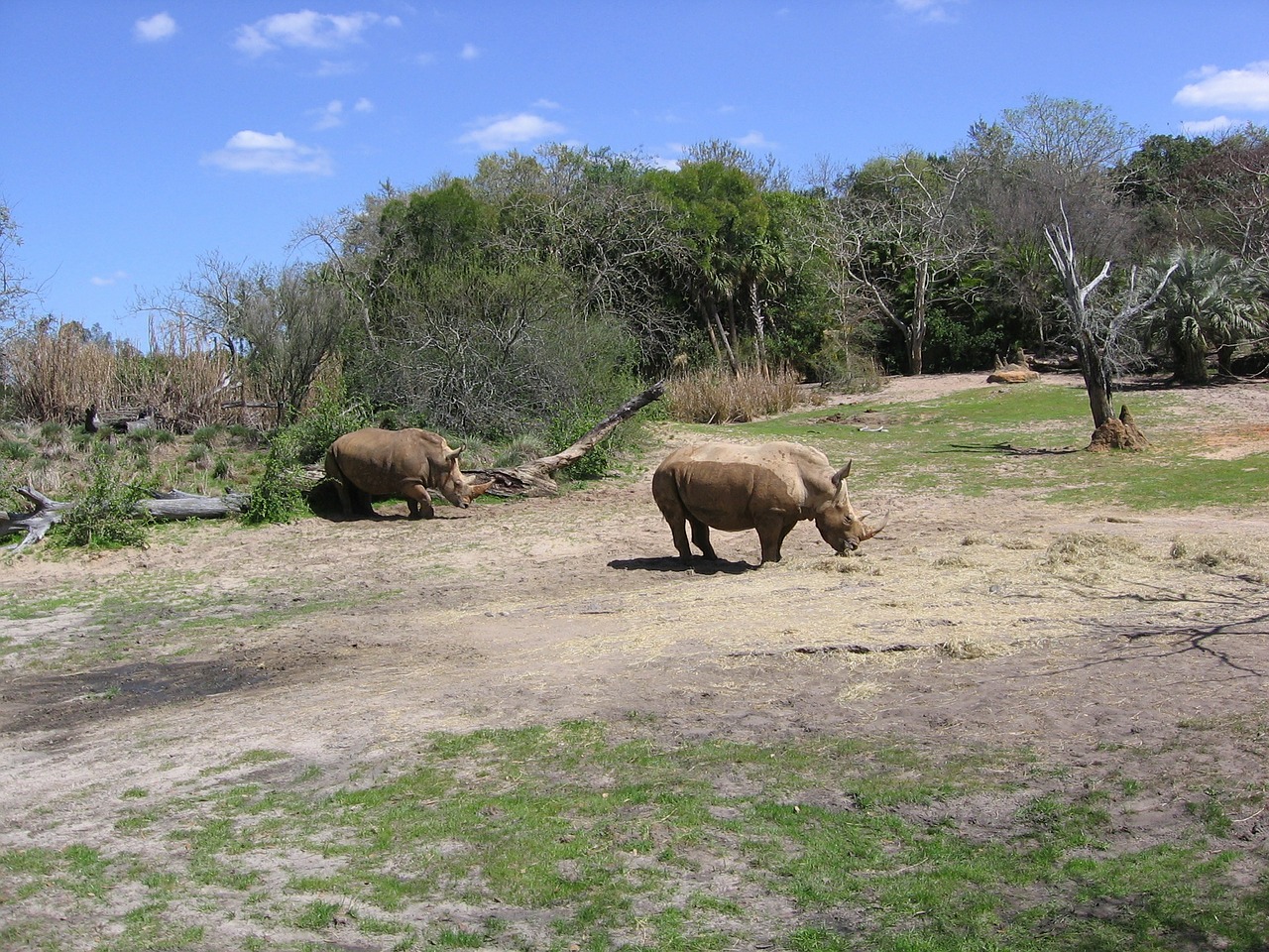 Rhino, Raganos, Safari, Laukinė Gamta, Gyvūnas, Afrika, Nemokamos Nuotraukos,  Nemokama Licenzija
