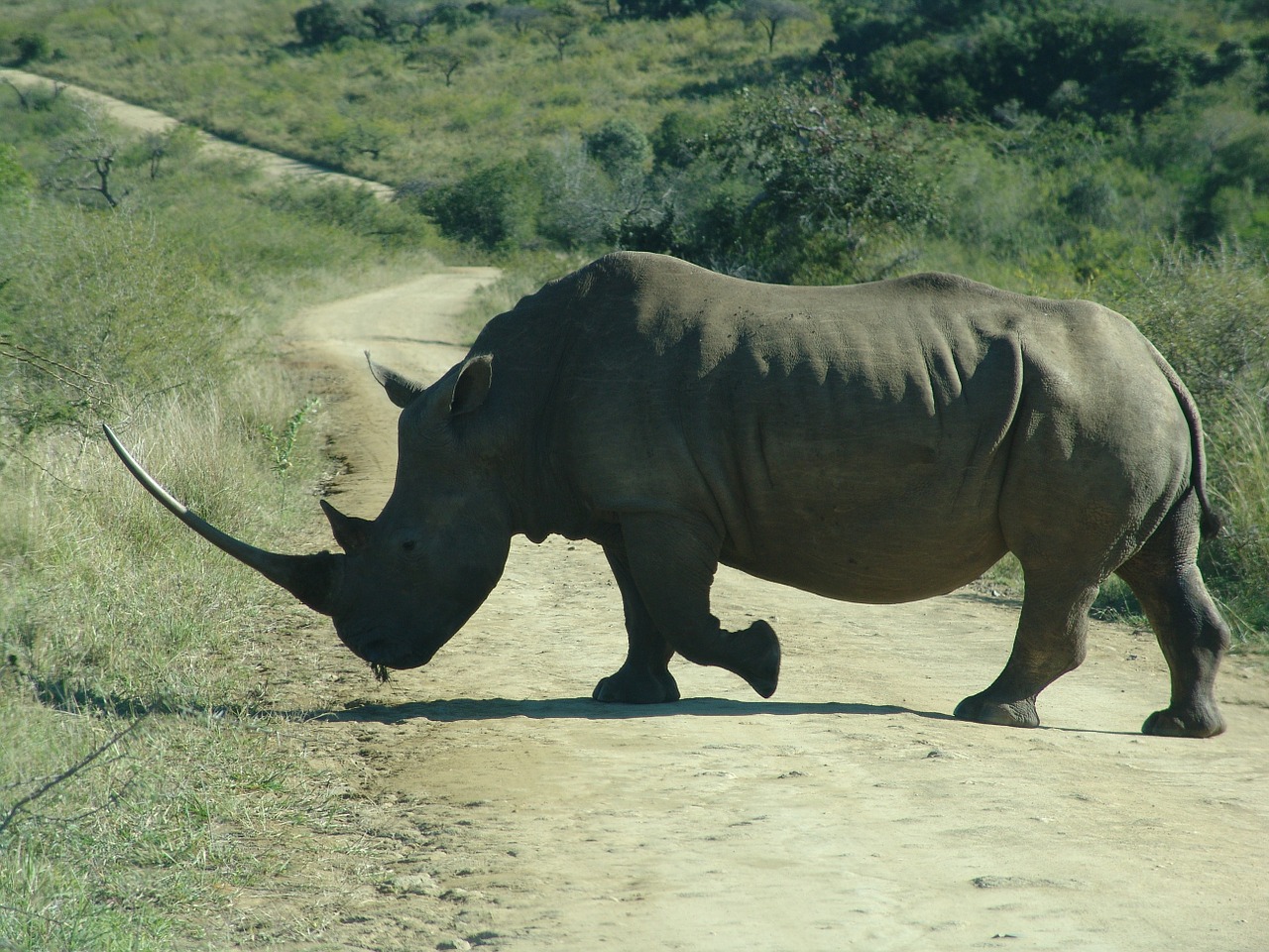Rhino, Laukinė Gamta, Gyvūnas, Ragas, Afrika, Afrikos, Laukiniai, Raganos, Gamta, Safari
