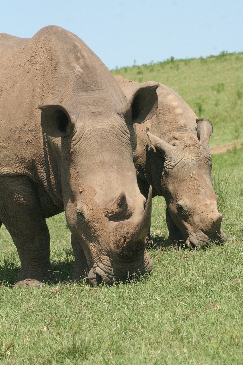 Rhino, Juodas Raganas, Laukinė Gamta, Raganos, Ragas, Pavojingas, Gamta, Raguotas, Laukiniai, Nemokamos Nuotraukos