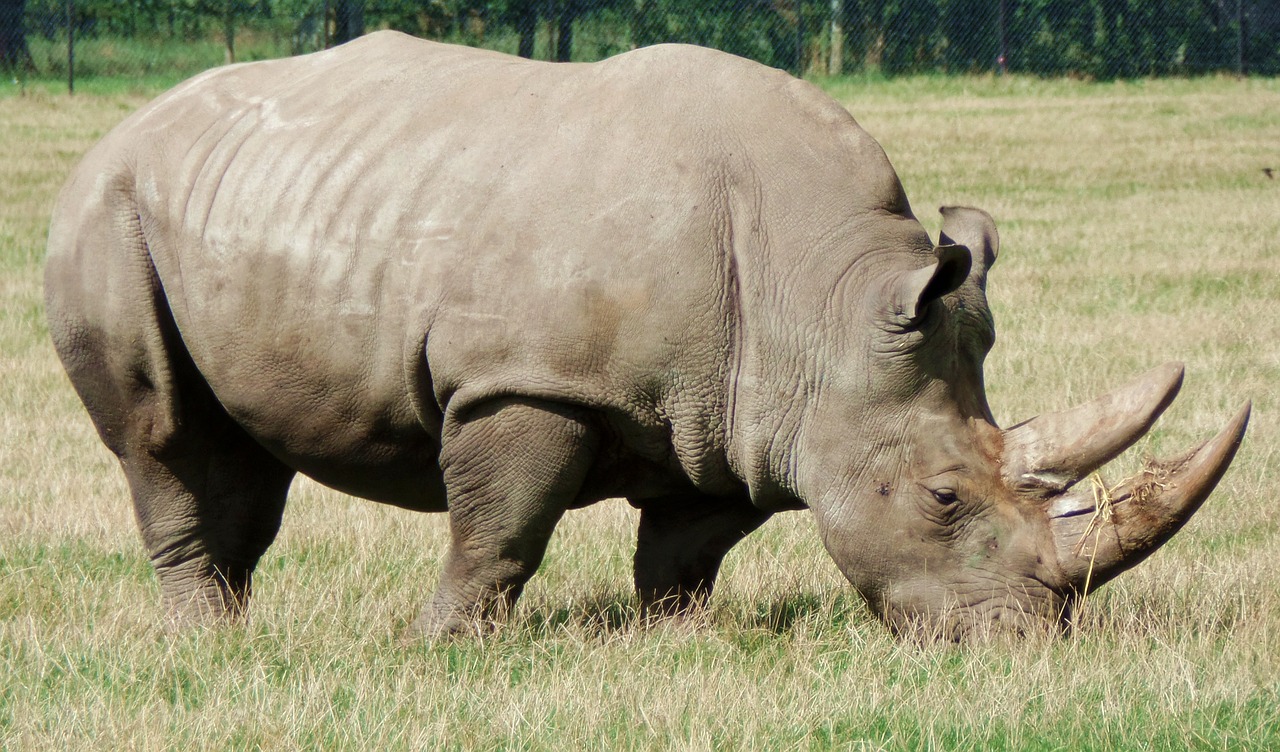 Rhino, Safario Parkas, Denmark, Gyvūnas, Knuth Borg, Afrika, Safari, Nemokamos Nuotraukos,  Nemokama Licenzija