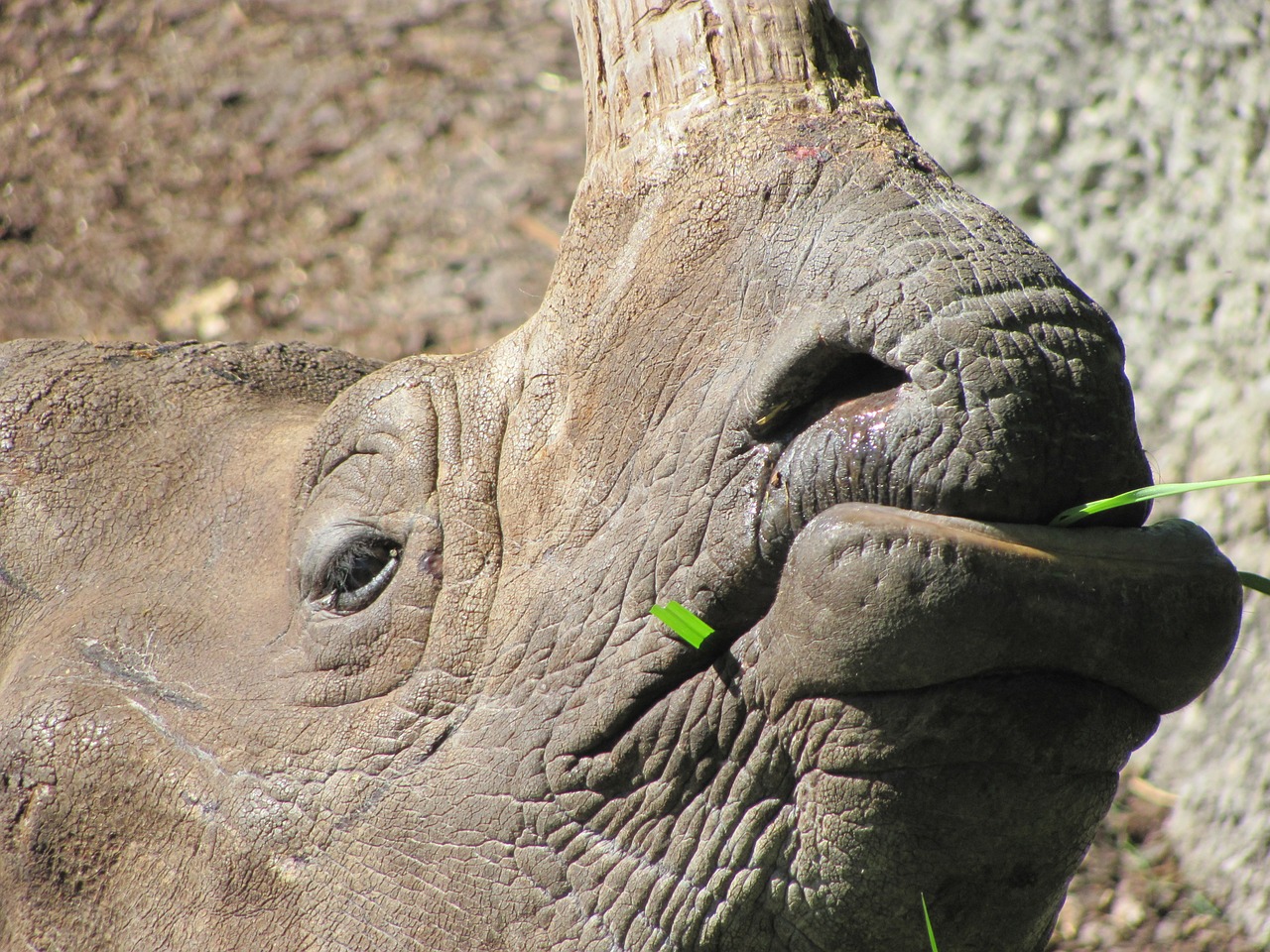 Rhino, Valgyti, Žolė, Dideli Penki, Safari, Afrika, Žinduolis, Didelis, Nemokamos Nuotraukos,  Nemokama Licenzija