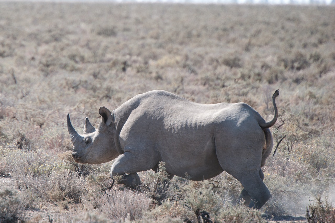 Rhino, Safari, Etosha Nacionalinis Parkas, Dideli Penki, Ragas, Dykuma, Gyvūnas, Žinduolis, Nemokamos Nuotraukos,  Nemokama Licenzija