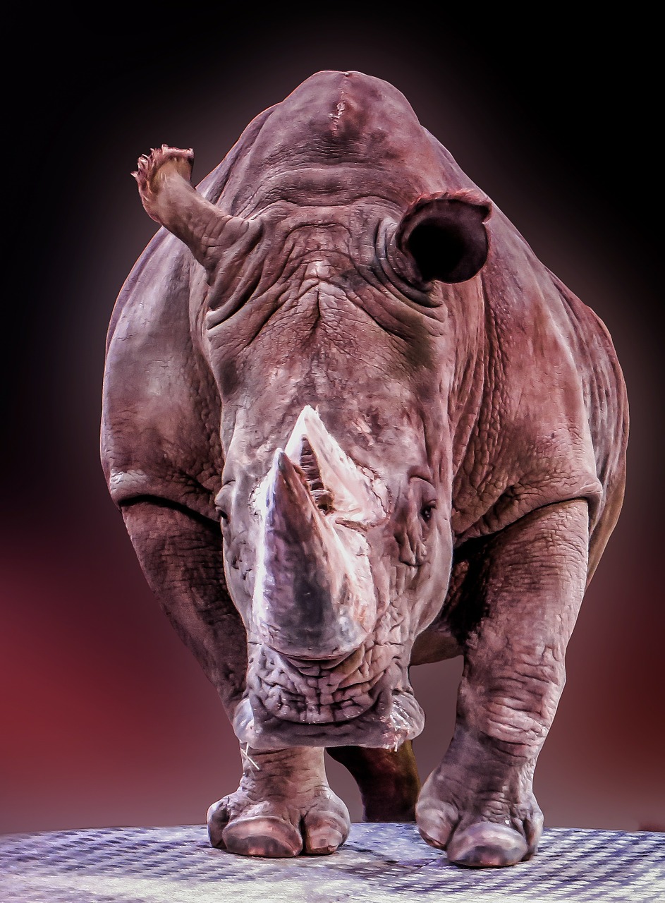 Rhino, Gyvūnas, Pachyderm, Didelis Žaidimas, Afrika, Nemokamos Nuotraukos,  Nemokama Licenzija