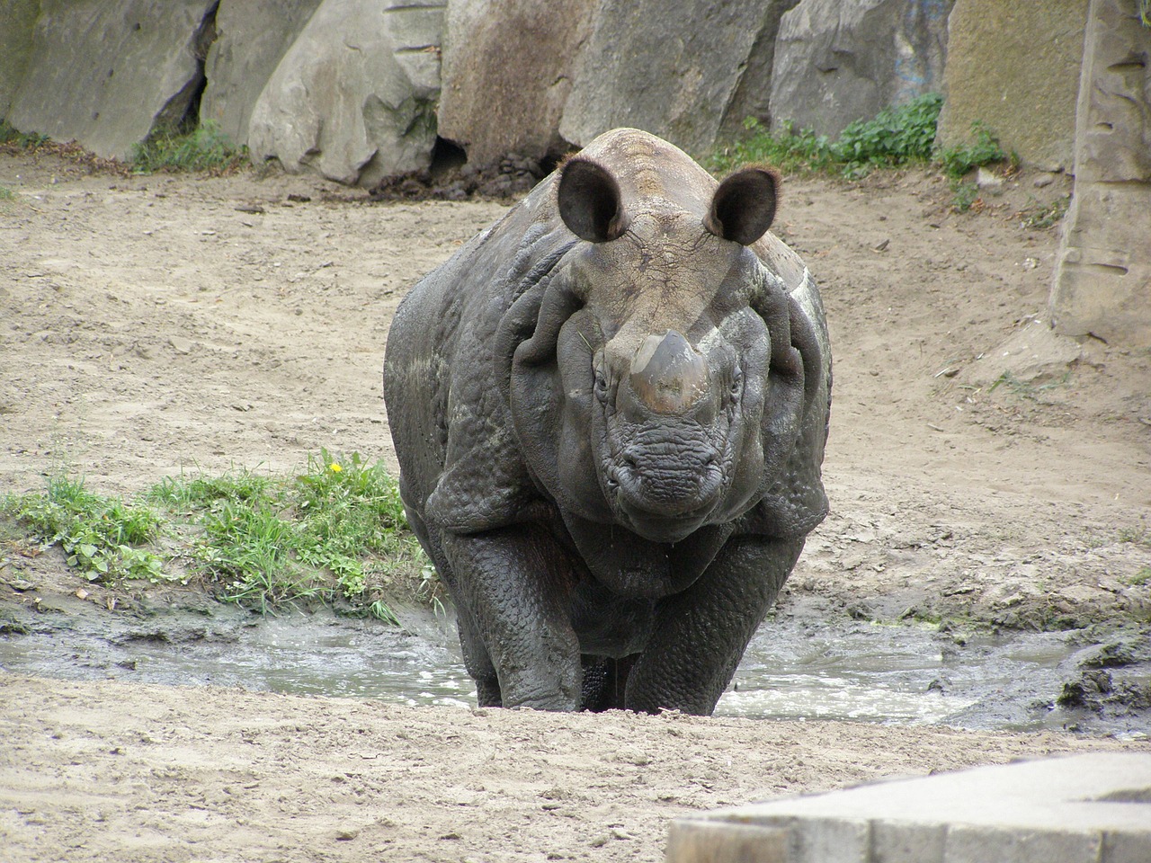 Rhino, Zoologijos Sodas, Fauna Afrika, Nemokamos Nuotraukos,  Nemokama Licenzija