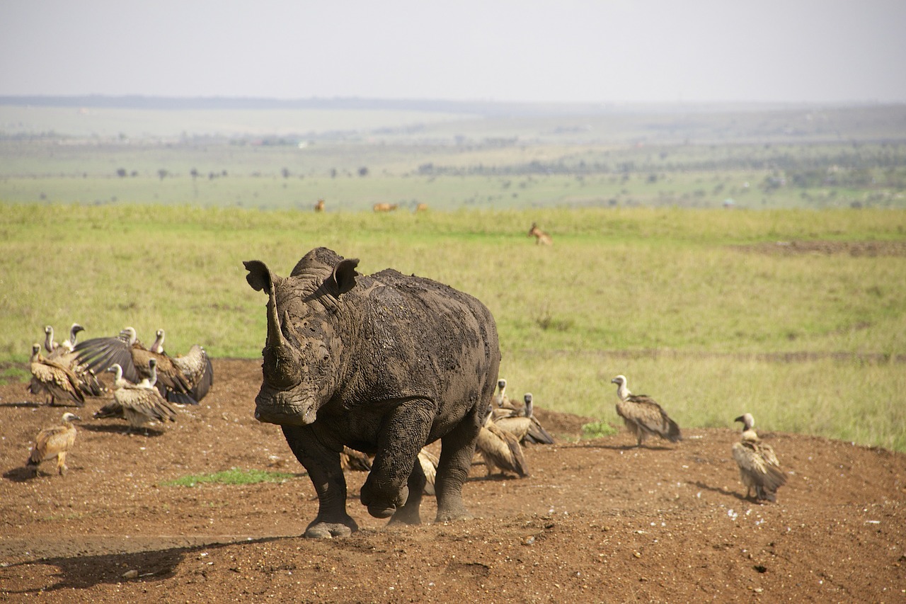 Rhino, Kenya, Nairobio Nacionalinis Parkas, Safari, Nemokamos Nuotraukos,  Nemokama Licenzija