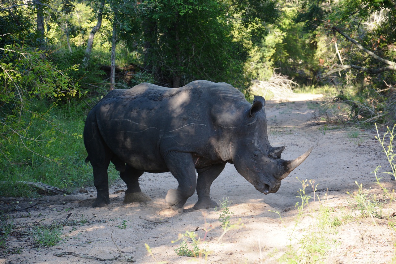 Rhino, Safari, Gyvūnai, Didelis Žaidimas, Afrika, Nemokamos Nuotraukos,  Nemokama Licenzija