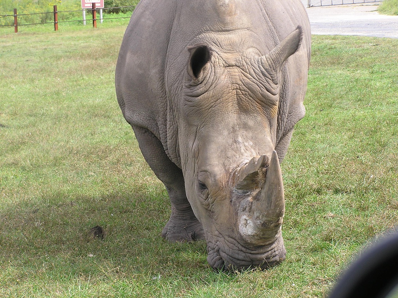 Rhino, Gyvūnas, Raganos, Iš Arti, Safari, Nemokamos Nuotraukos,  Nemokama Licenzija