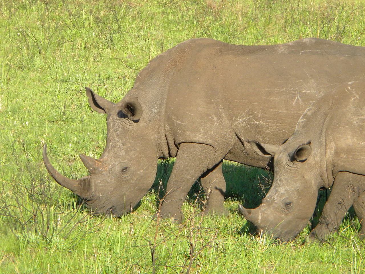 Rhino, Gamta, Safari, Gyvūnas, Laukinė Gamta, Afrika, Laukiniai, Žinduolis, Raganos, Dykuma