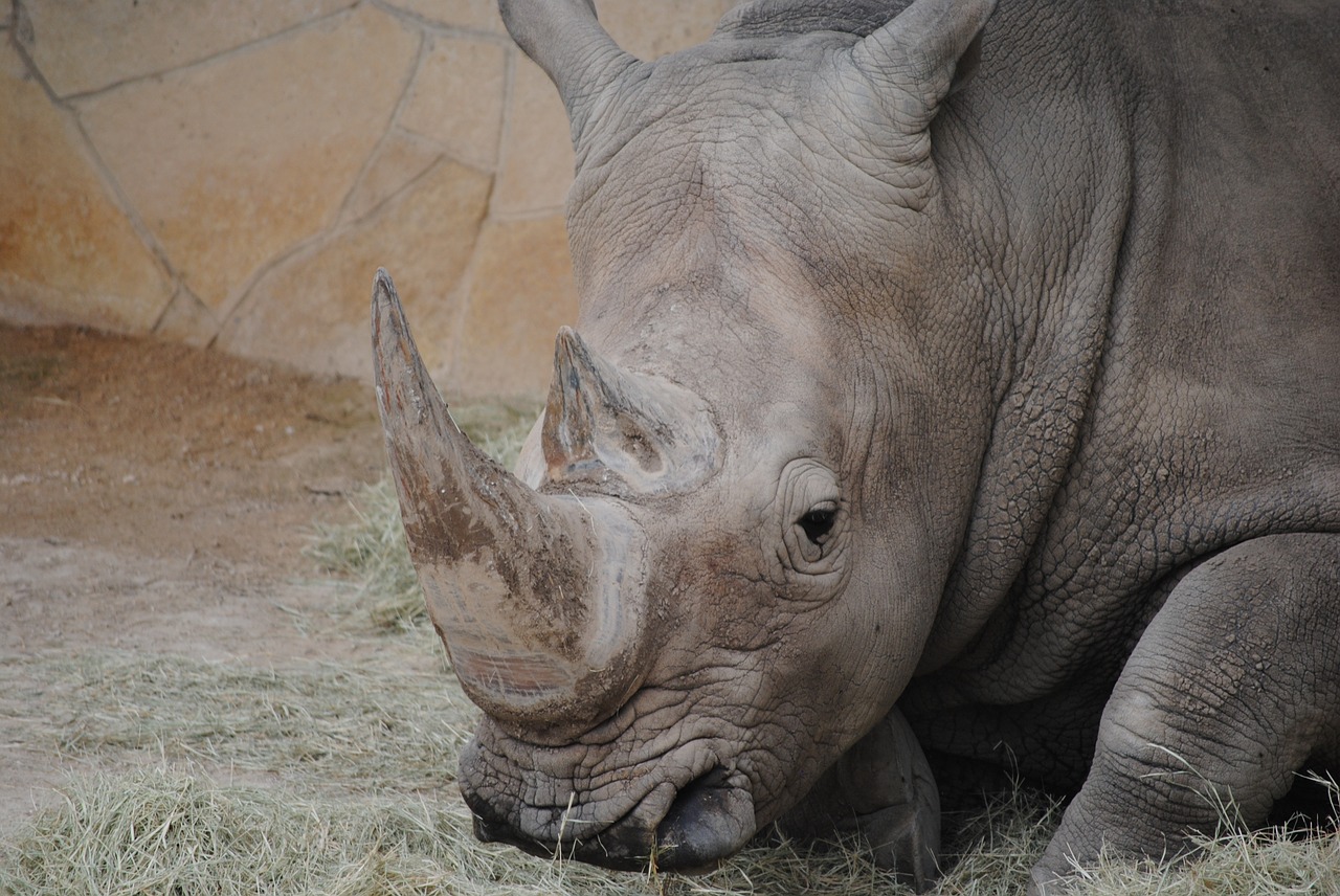 Rhino, Pilka, Gyvūnas, Žinduolis, Raganos, Ragas, Laukinė Gamta, Laukiniai, Gamta, Pilka