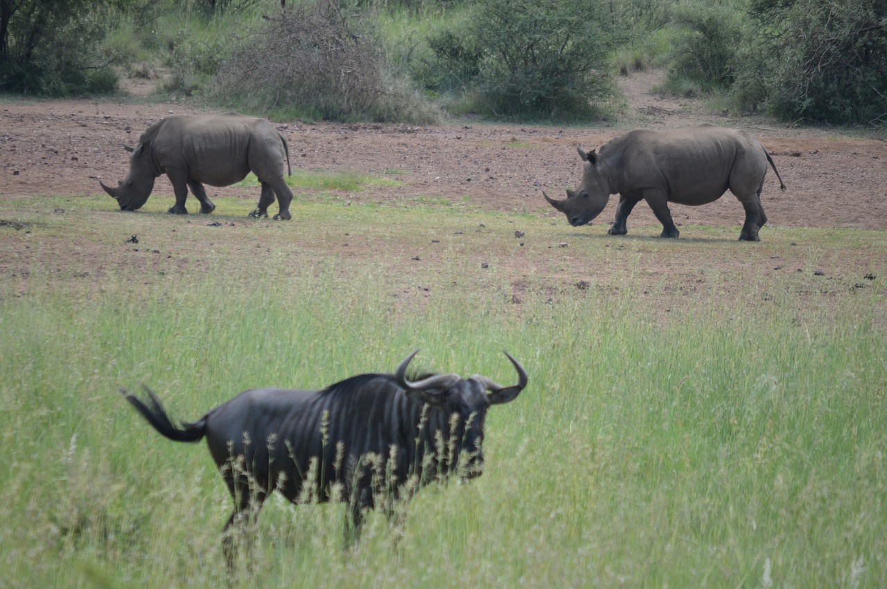 Rhino,  Wildebeest,  Safari,  Laukiniai,  Afrika,  Gamta,  Raganos,  Laukinė Gamta, Nemokamos Nuotraukos,  Nemokama Licenzija