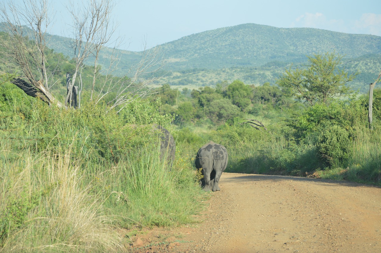 Rhino,  Dramblys,  Laukinė Gamta,  Gamta,  Safari, Nemokamos Nuotraukos,  Nemokama Licenzija