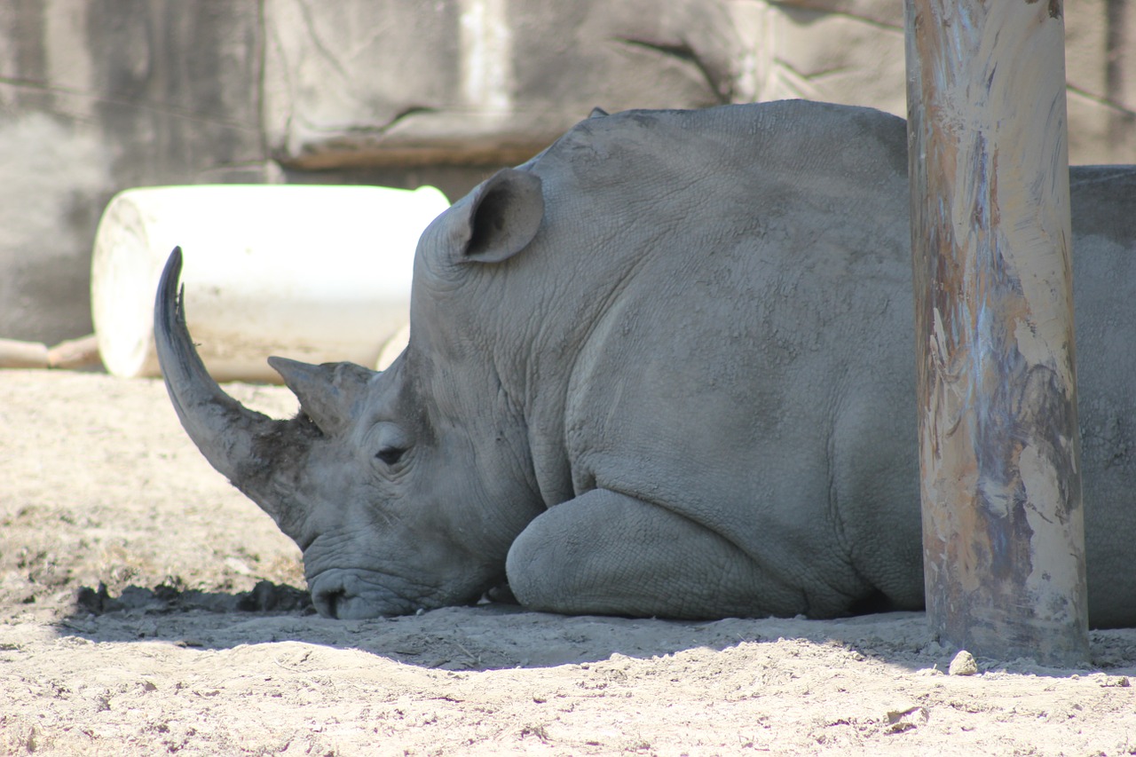 Rhino,  Didelis,  Laukinė Gamta,  Raganos,  Gamta,  Didelis,  Raguotas,  Zoologijos Sodas,  Dykuma,  Sunkus