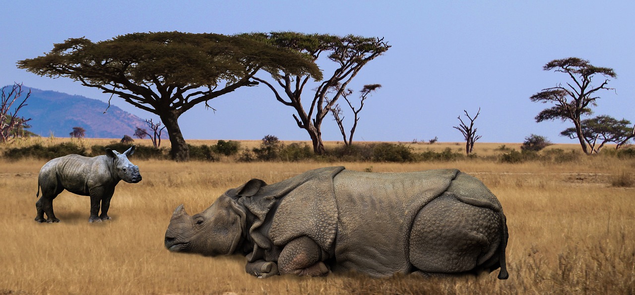 Rhino,  Afrika,  Safari,  Didelis Žaidimas,  Safario Parkas,  Pachyderm, Nemokamos Nuotraukos,  Nemokama Licenzija