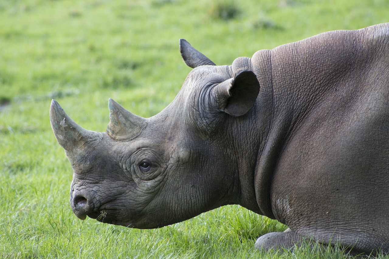 Rhino, Afrika, Safari, Raganos, Gyvūnas, Laukinė Gamta, Ragas, Laukiniai, Gamta, Nykstantis