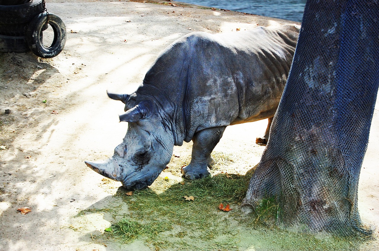 Rhino, Gyvūnas, Afrika, Safari, Nemokamos Nuotraukos,  Nemokama Licenzija