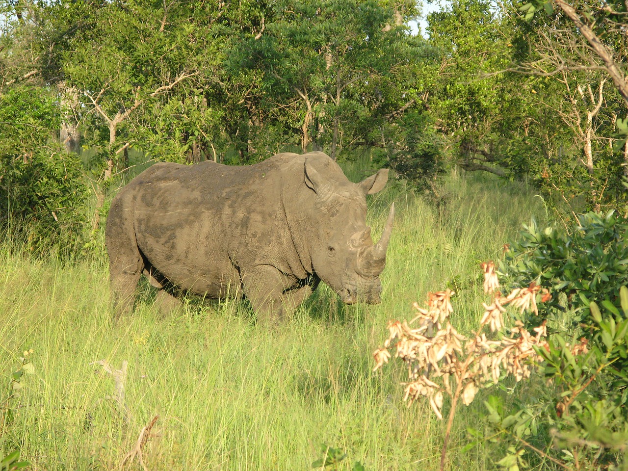 Rhino, Nacionalinis Parkas, Safari, Nemokamos Nuotraukos,  Nemokama Licenzija
