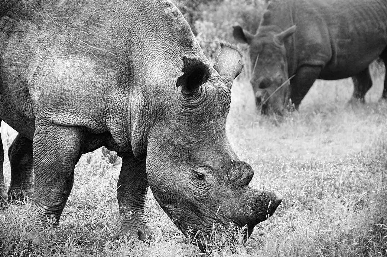 Rhino,  Gyvūnų Pasaulis,  Pachyderm,  Žinduolis,  Didelis Žaidimas,  Raganos,  Safari,  Ragas,  Laukiniai,  Juoda Ir Balta