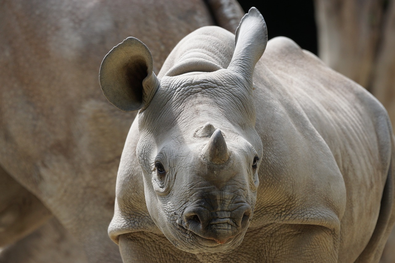 Rhino, Jaunas, Zurich, Zoologijos Sodas, Nemokamos Nuotraukos,  Nemokama Licenzija