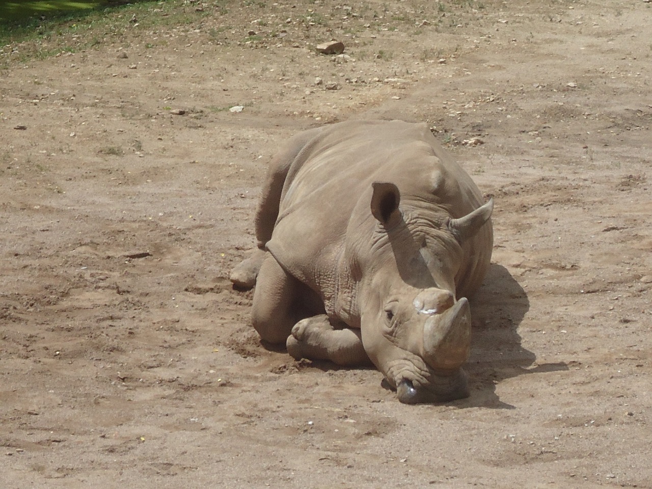 Rhino, Zoologijos Sodas, Raganos, Laukinės Gamtos Fotografija, Lauko Gaubtai, Gyvūnų Pasaulis, Pachyderm, Afrika, Žinduolis, Gamtos Parkas