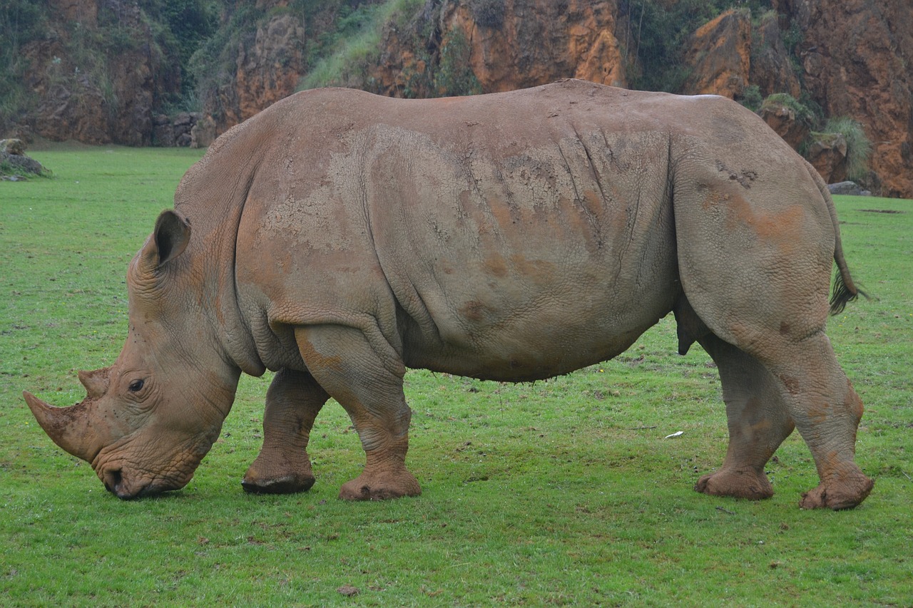 Rhino, Gyvūnai, Afrika, Safari, Nemokamos Nuotraukos,  Nemokama Licenzija