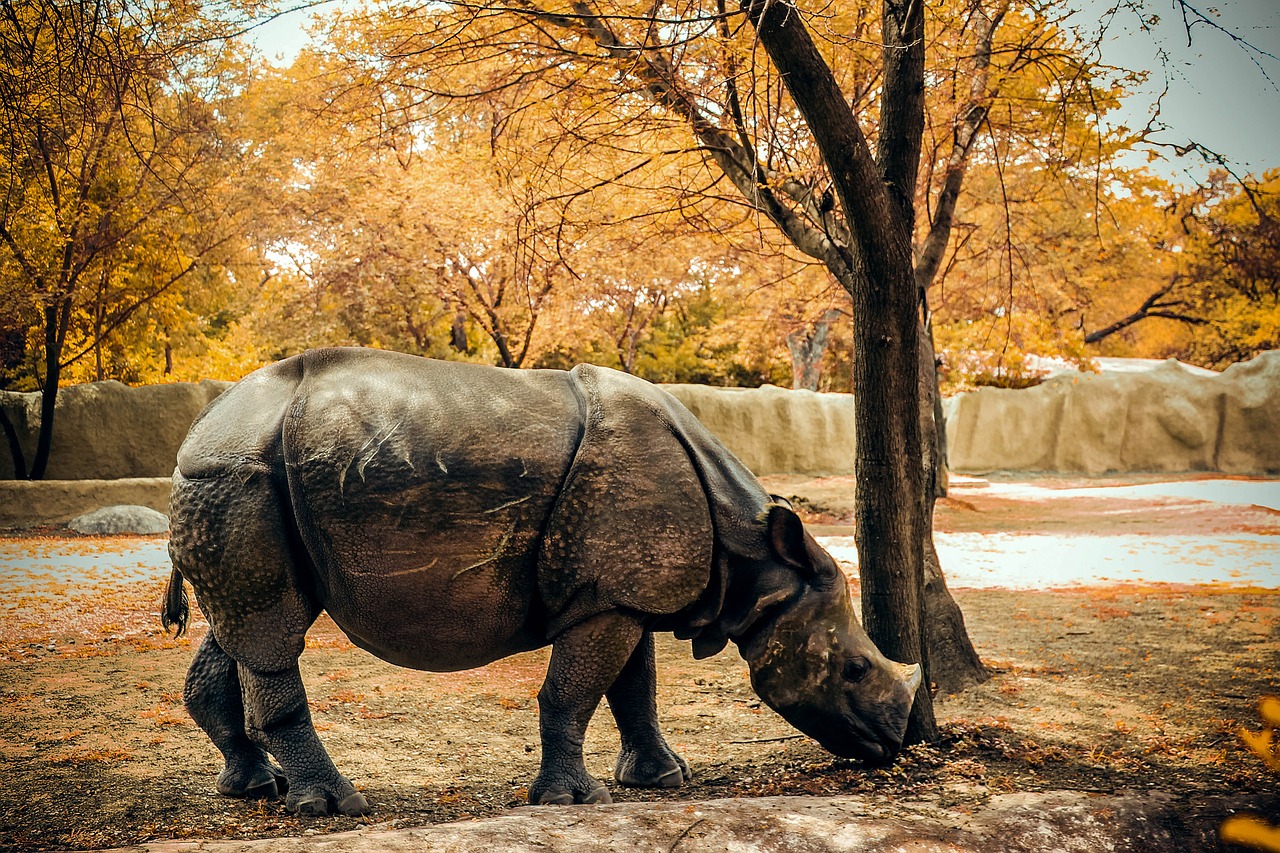 Rhino, Gamta, Gyvūnas, Laukiniai, Laukinė Gamta, Afrika, Žinduolis, Raganos, Safari, Zoologijos Sodas