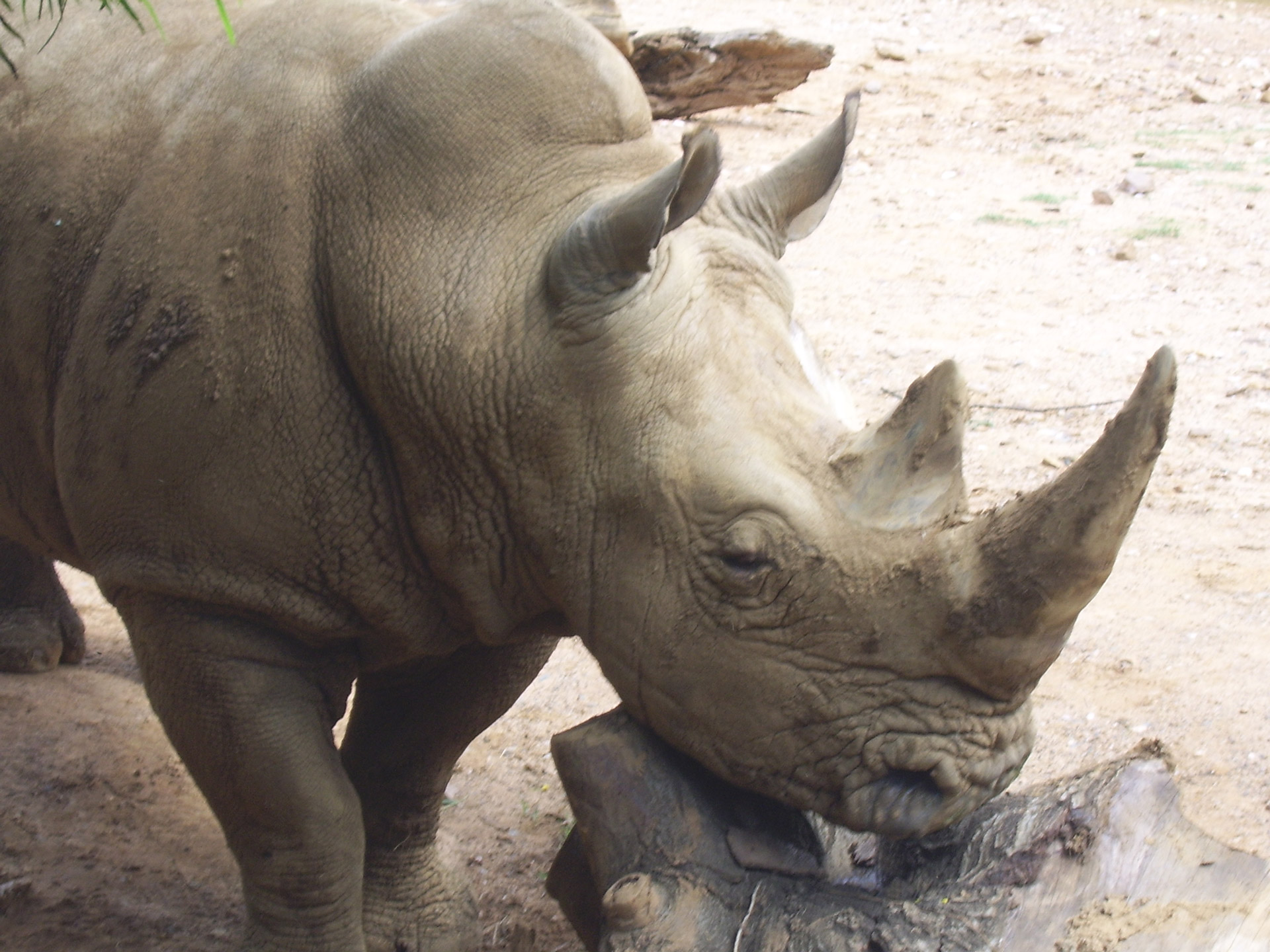 Rhino,  Zoologijos Sodas,  Gyvūnai,  Afrika,  Nykstantis,  Rhino Gyvūnas, Nemokamos Nuotraukos,  Nemokama Licenzija