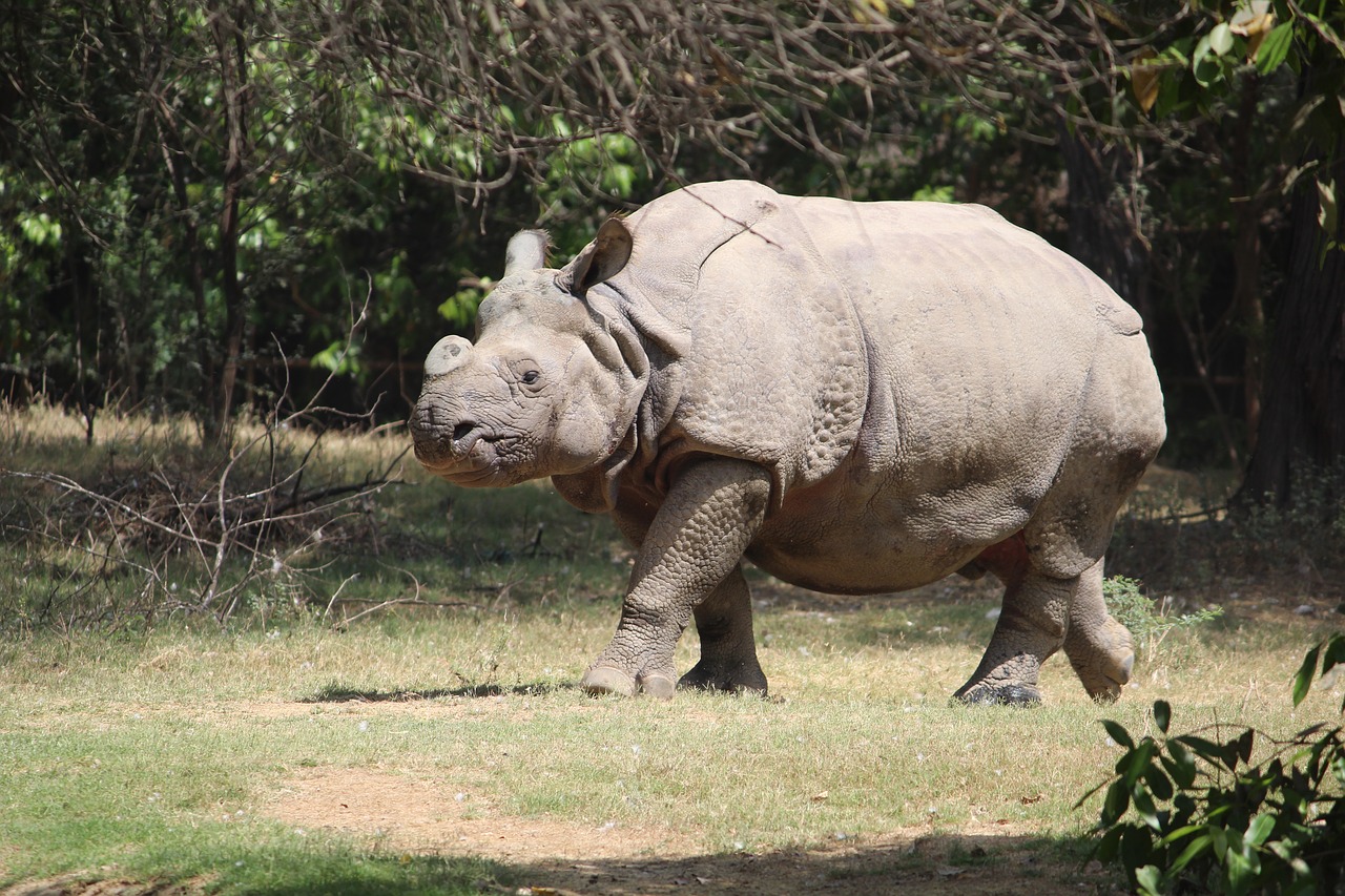 Rhinoceres,  Gyvūnas,  Zoo,  Trappedwildlife,  Žinduolis,  Laukinių,  Pobūdį,  Safari,  Žolė,  Barbariška