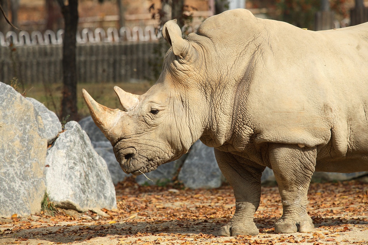 Raganos, Gyvūnas, Zoologijos Sodas, Gyvūnų Portretas, Vienas Ragas, Nemokamos Nuotraukos,  Nemokama Licenzija