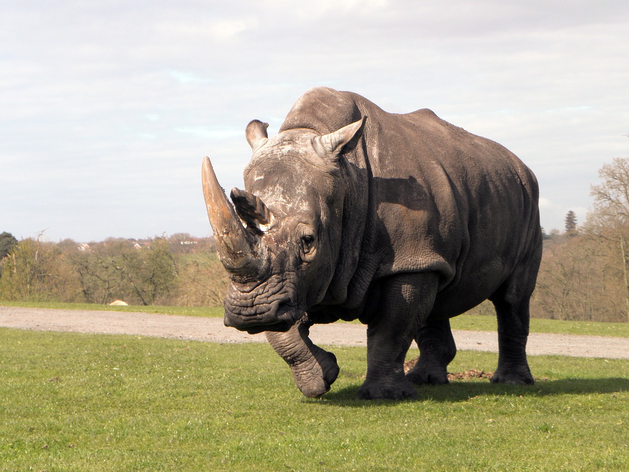 Raganos, Rhino, Gyvūnas, Safari, Baltasis Raganas, Zoologijos Sodas, Laukinė Gamta, Nemokamos Nuotraukos,  Nemokama Licenzija