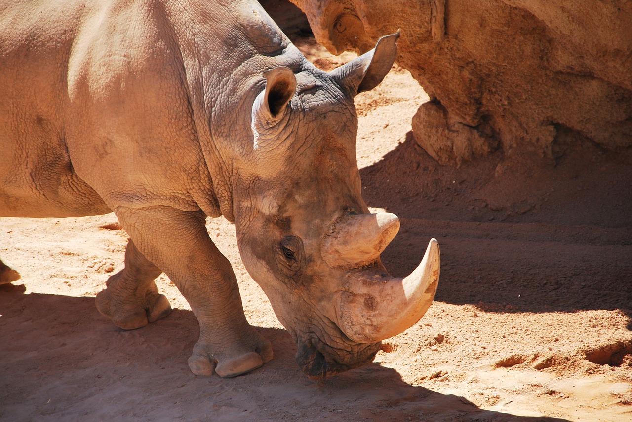 Raganos, Galva, Vaikščioti, Kamufliažas, Ruda, Gamta, Laukinė Gamta, Gyvūnas, Rhino, Afrika