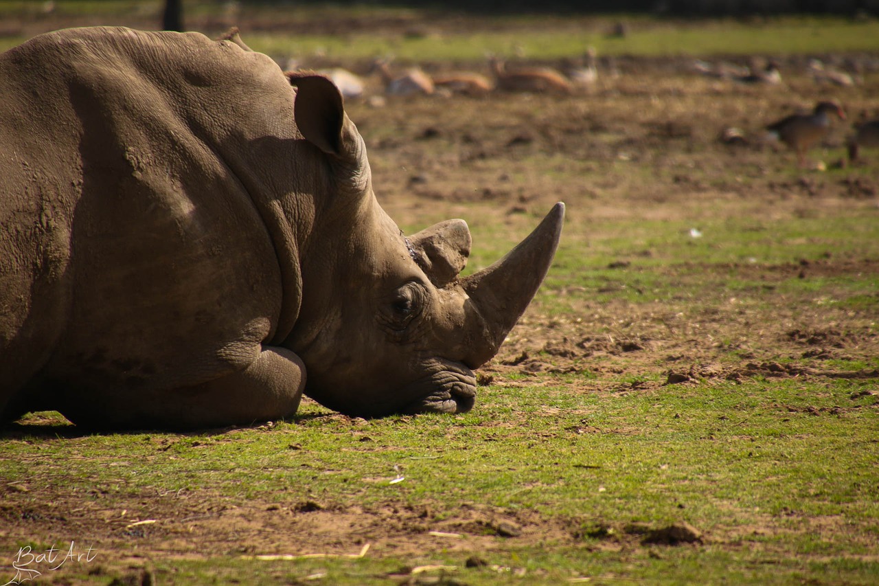 Raganos, Zoologijos Sodas, Laukiniai, Gyvūnas, Rhino, Laukinė Gamta, Gamta, Ragas, Safari, Nemokamos Nuotraukos