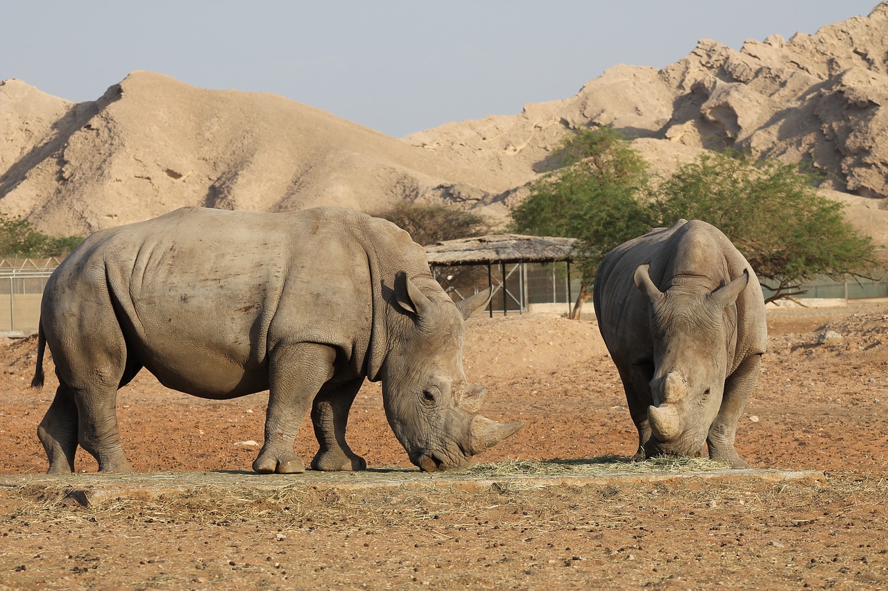 Raganos, Laukinė Gamta, Rhino, Nemokamos Nuotraukos,  Nemokama Licenzija