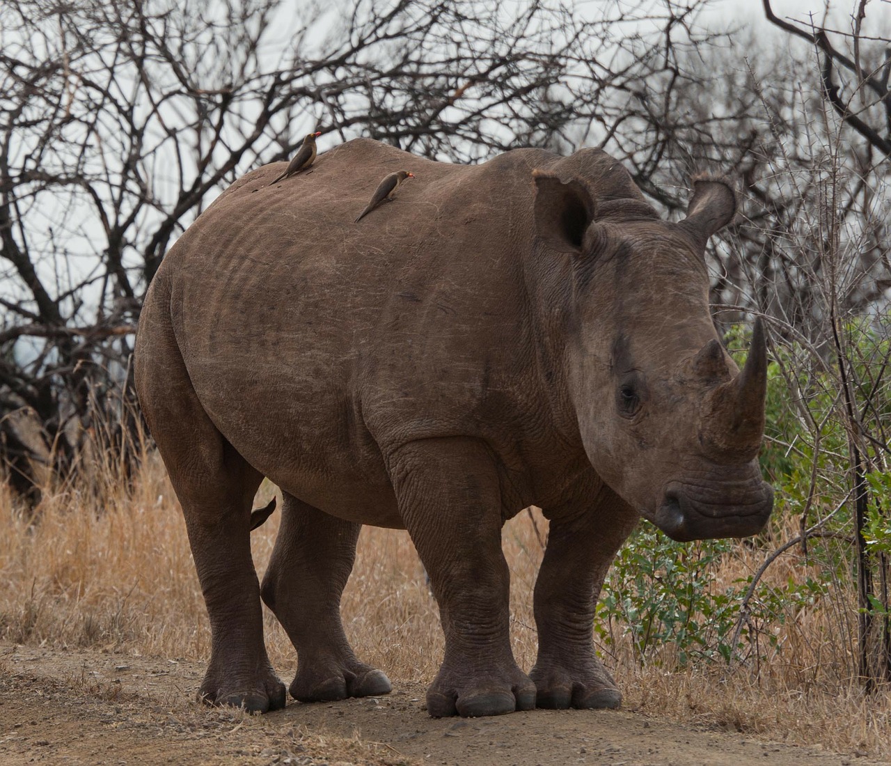 Raganos, Pietų Afrika, Savana, Nemokamos Nuotraukos,  Nemokama Licenzija