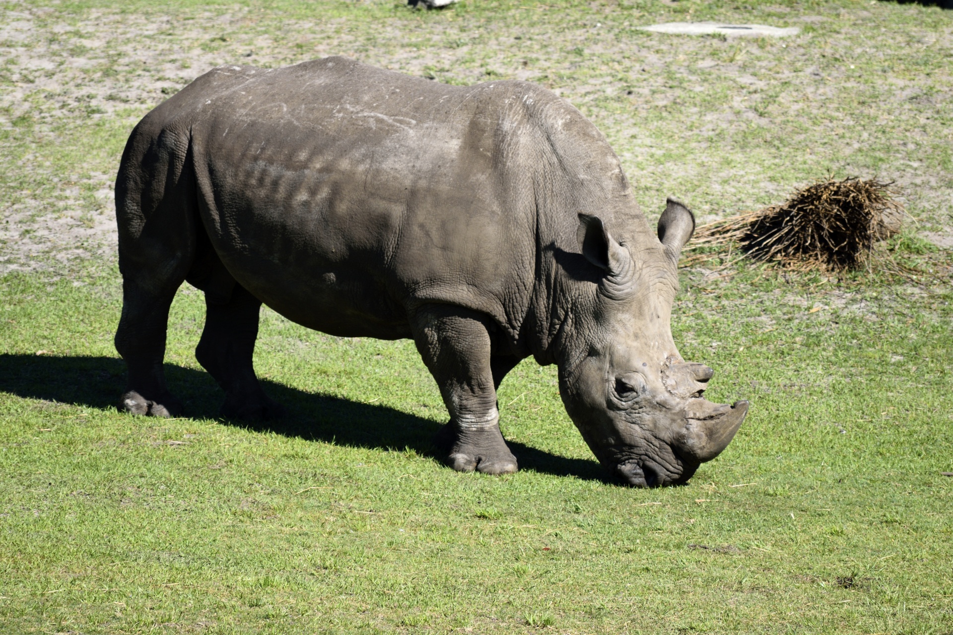 Rhino,  Laukinė Gamta,  Gyvūnų Rezervas,  Gyvūnas,  Gamta,  Žinduolis,  Laukiniai,  Raganos,  Afrika,  Safari