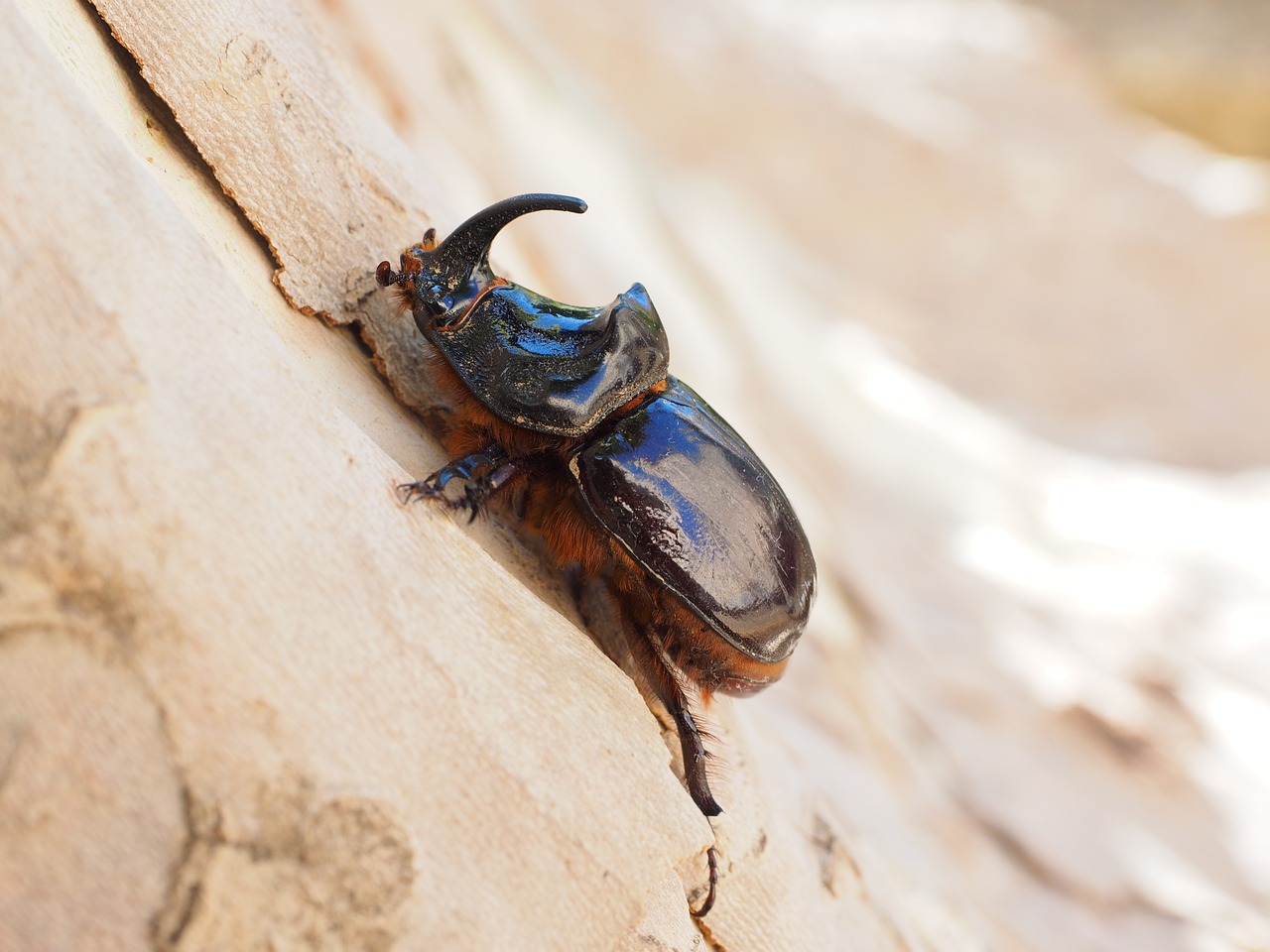 Raganos Vabalas, Vabalas, Ragas, Krabbeltier, Oryctes Nasicornis, Lapų Ragų Vabalas Scarabaeidae, Ypač Saugoma Gyvūnija, Medis, Lėktuvas, Žurnalas