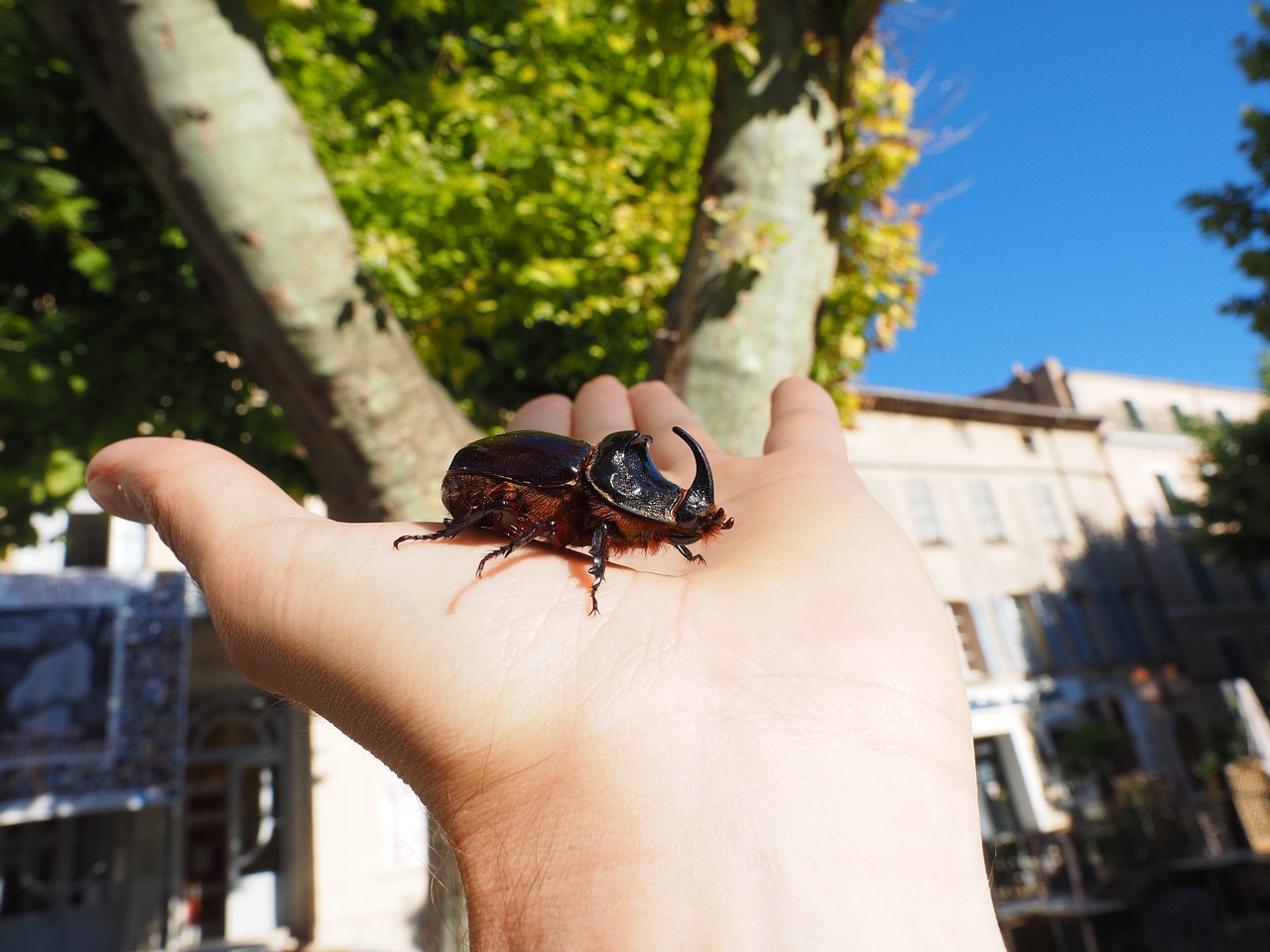 Raganos Vabalas, Vabalas, Krabbeltier, Oryctes Nasicornis, Lapų Ragų Vabalas Scarabaeidae, Ypač Saugoma Gyvūnija, Gyvūnas, Nuskaityti, Ragas, Chitinas