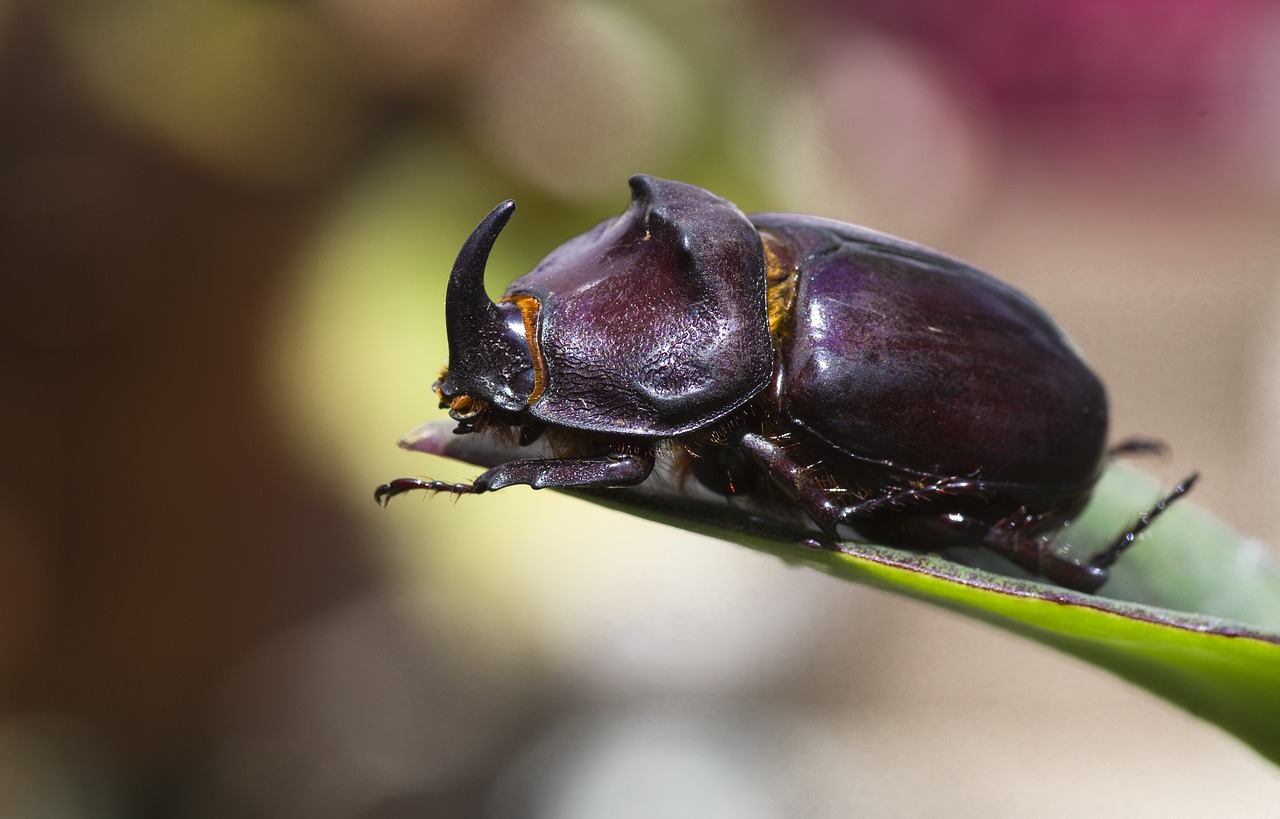 Degunradzis Vabaliukas,  Pobūdį,  Iš Arti,  Laisvas,  Vabaliukas,  Vabzdys,  Oryctes Nasicornis,  Scarabaeidae, Nemokamos Nuotraukos,  Nemokama Licenzija