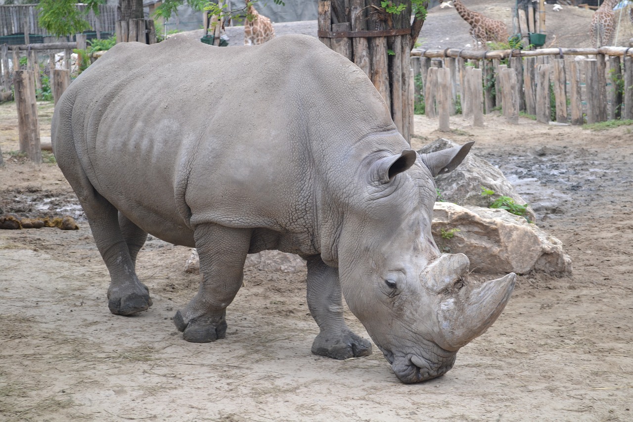 Rhinocérosz, Raganos, Zoologijos Sodas, Budapest, Nemokamos Nuotraukos,  Nemokama Licenzija