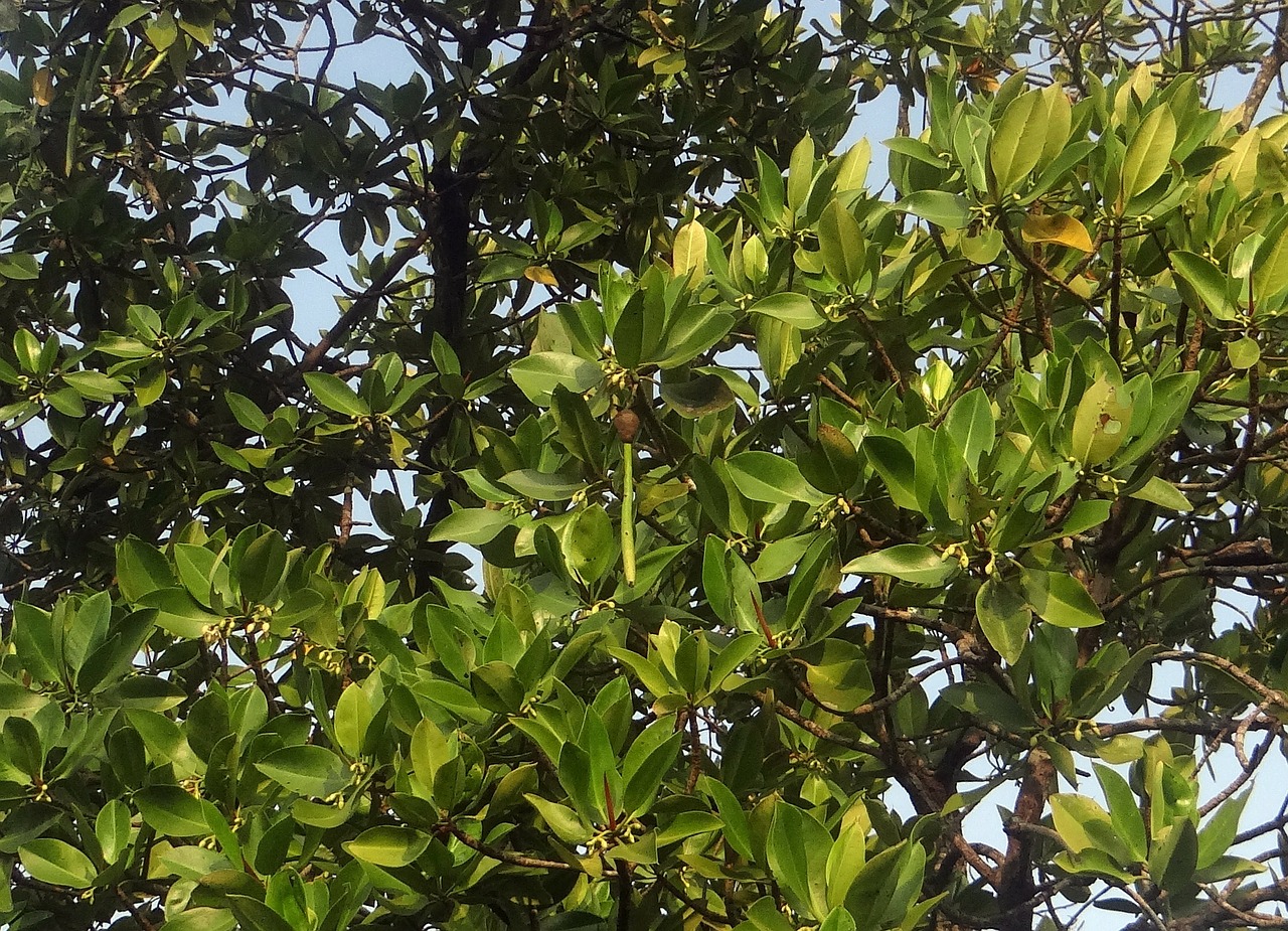 Rhizophora Apiculata, Raudona Mangrovė, Potvynis, Upelis, Indija, Medis, Ekologiškas, Žemdirbystė, Lauke, Aplinka