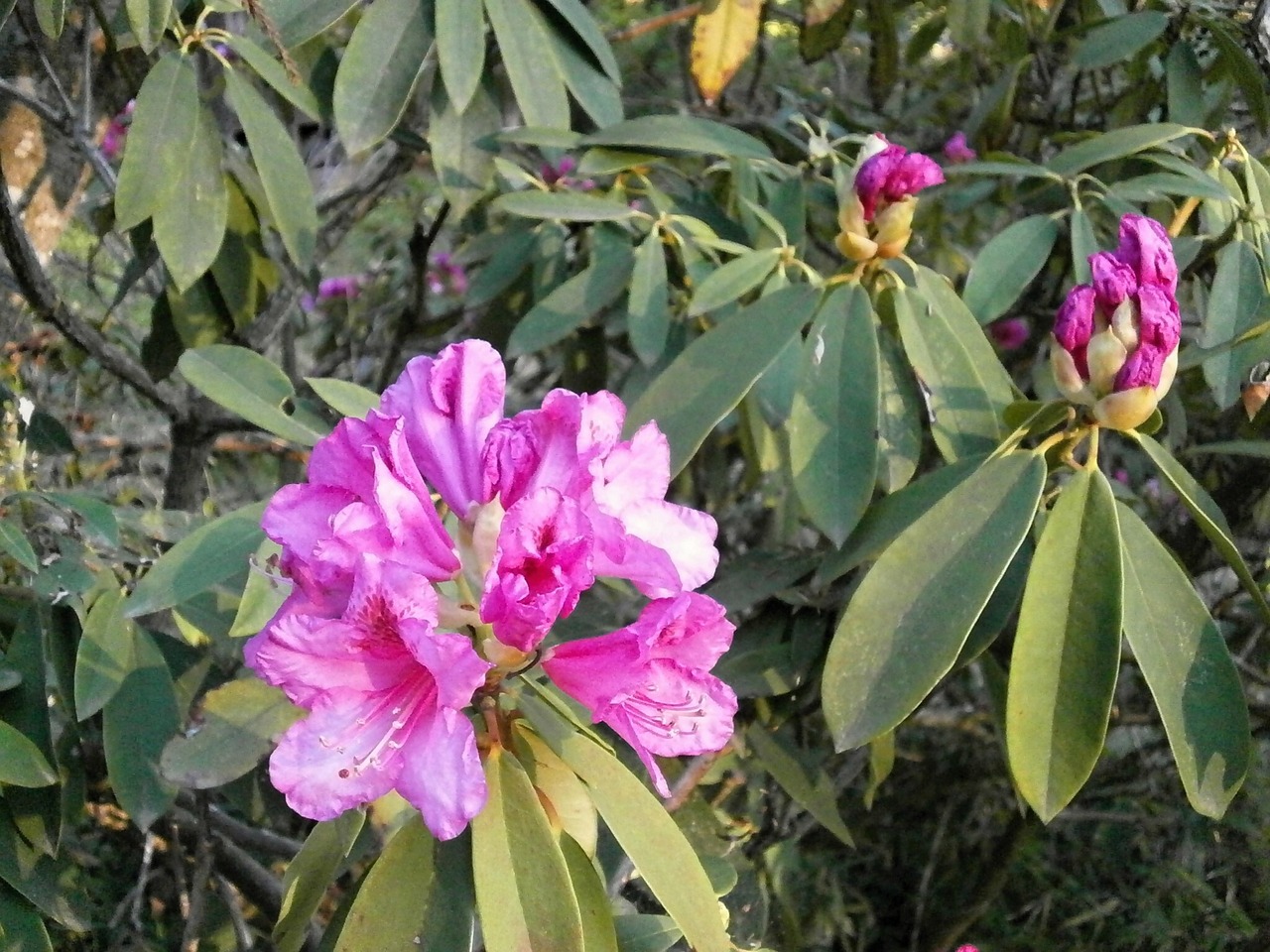 Rododendras, Pavasario Gėlės, Ericaceae, Rožinis, Sodas, Gėlės, Nemokamos Nuotraukos,  Nemokama Licenzija