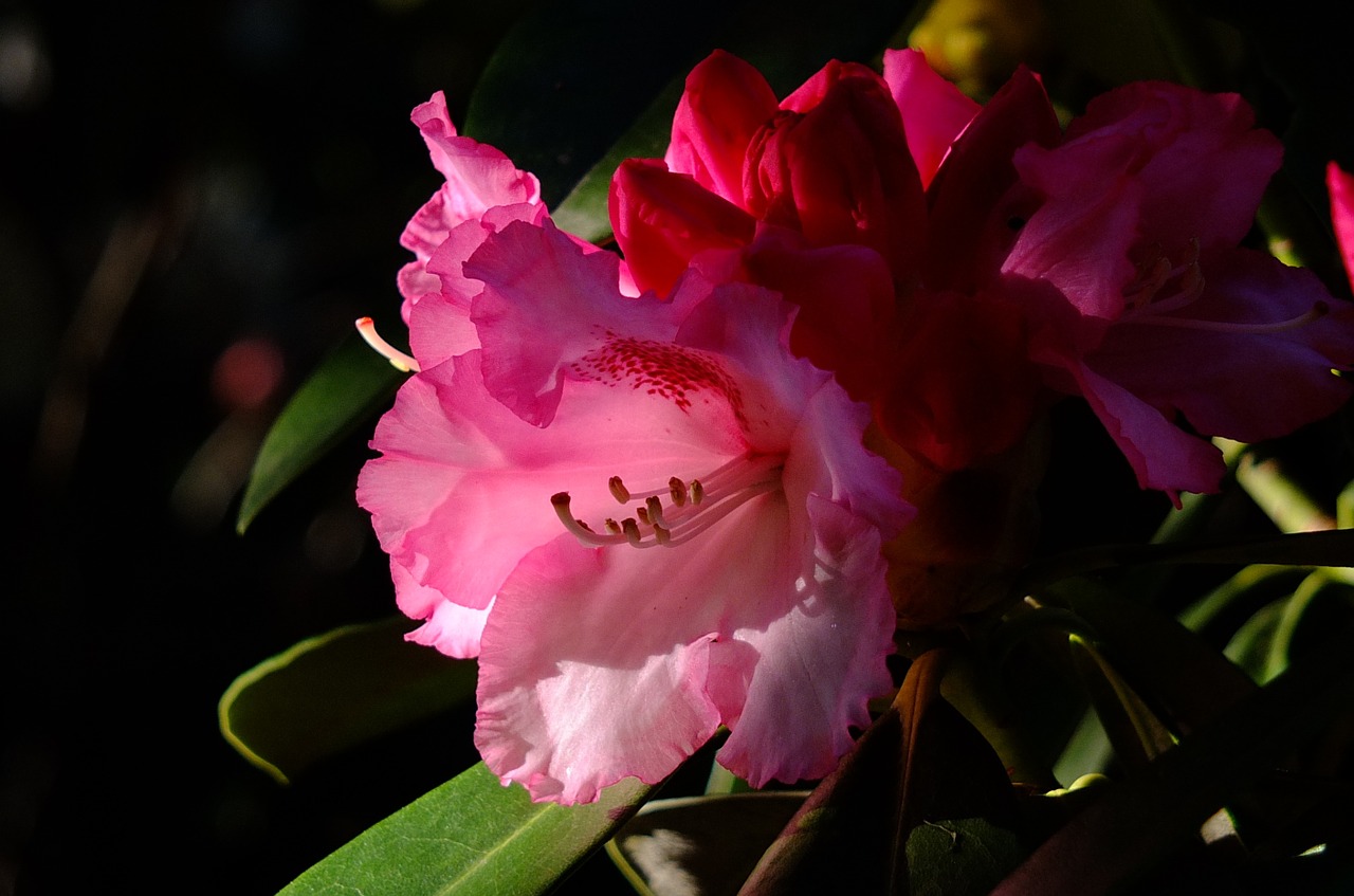 Rododendras, Gėlė, Uždaryti, Žiedas, Žydėti, Raudona, Rododendrai, Sodo Augalas, Lelija, Atgal Šviesa