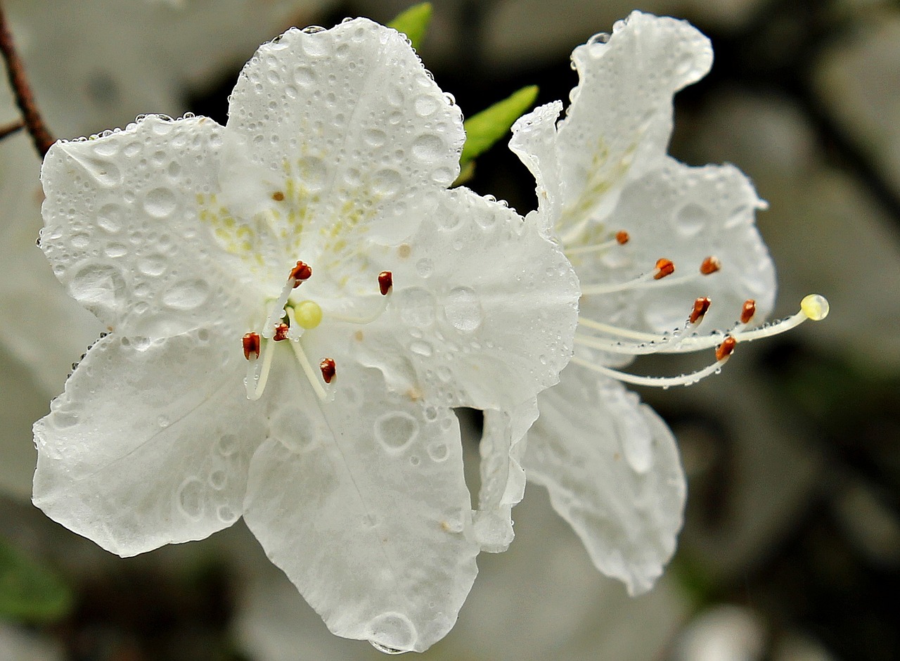 Rododendras, Augalas, Gamta, Pavasaris, Uždaryti, Lašas Vandens, Baltos Gėlės, Gėlės, Nemokamos Nuotraukos,  Nemokama Licenzija