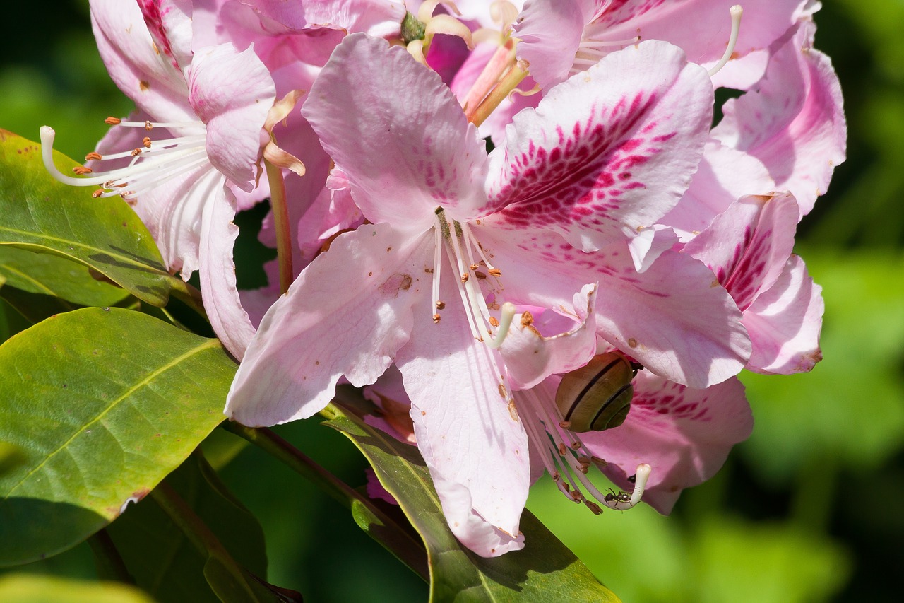 Rododendras, Traubas, Doldentraub, Žiedynai, Gentis, Erikacinių Šeimos, Ericaceae, Rožinis, Žalias, Flora